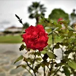Elpida Alykanas (Zakynthos)