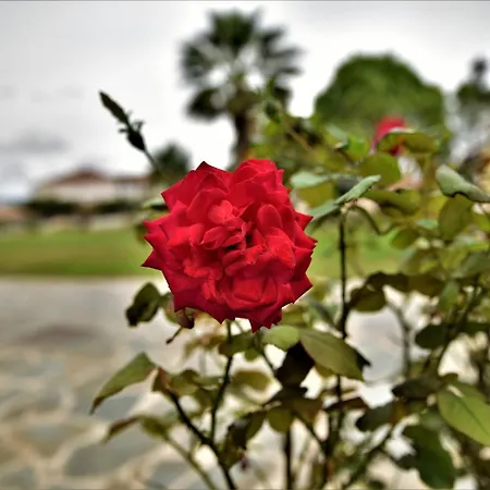 Elpida Alykanas (Zakynthos)